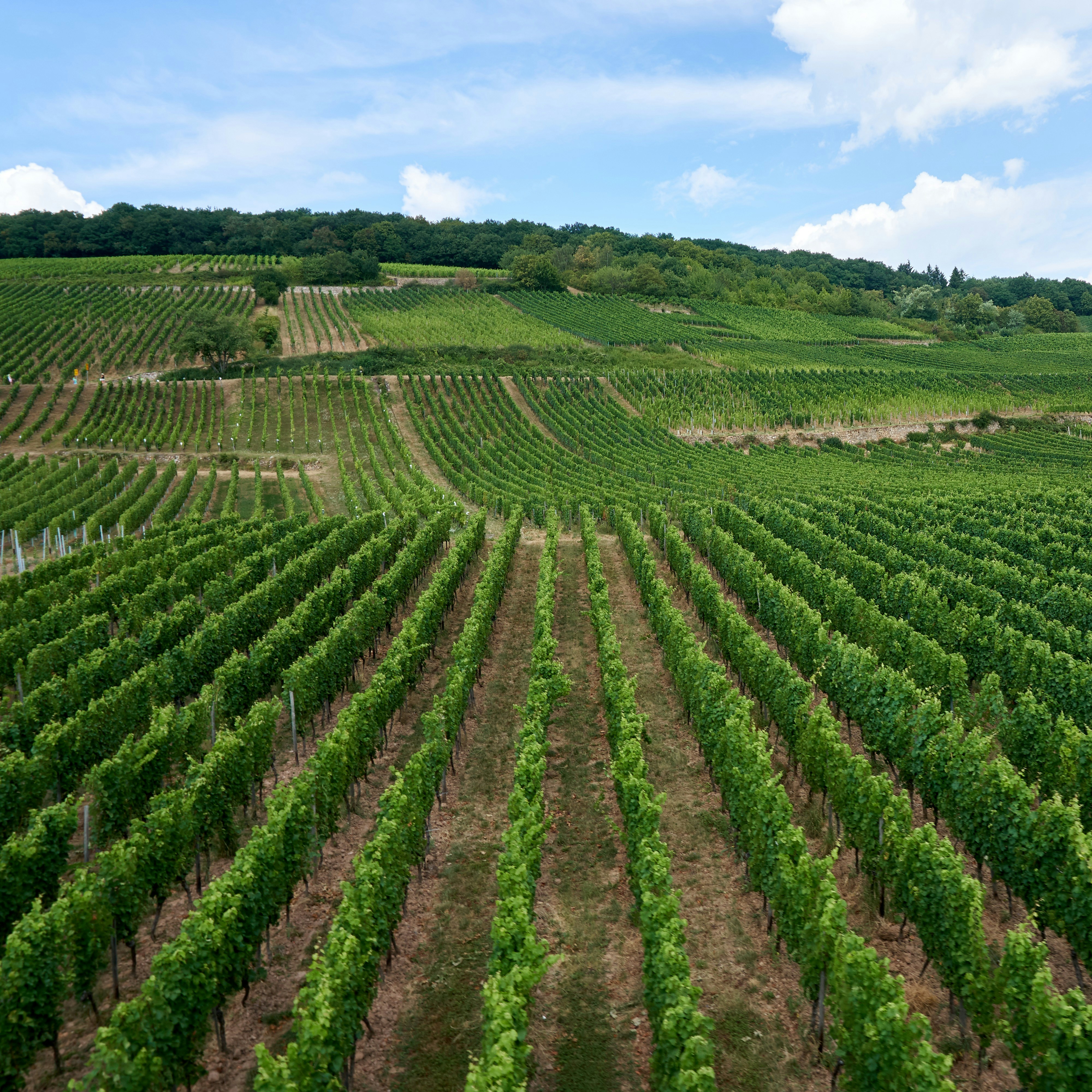 Rações e Forragens Castanheira