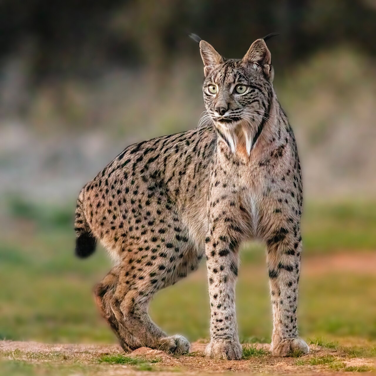 Iberian Lynx Reintroduction Moves Forward in Serra da Malcata